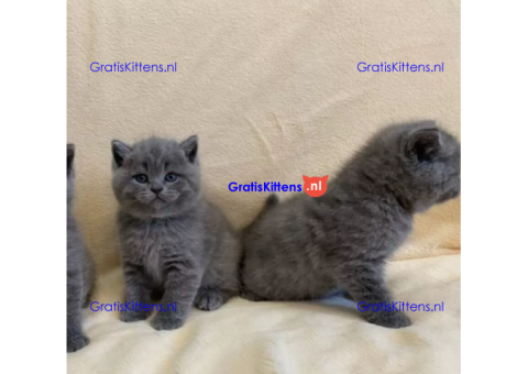 Britse korthaar, raszuiver