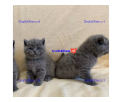 Britse korthaar, raszuiver