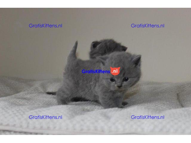 Brits korthaar kittens te koop