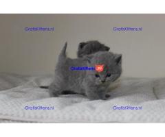 Brits korthaar kittens te koop