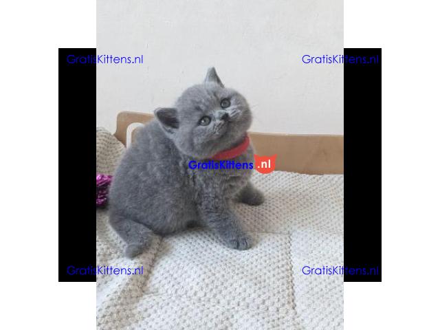 Brits korthaar kittens te koop