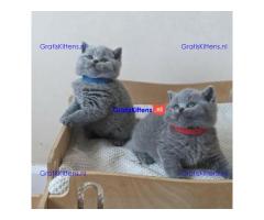 Brits korthaar kittens te koop