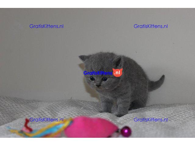 Brits korthaar kittens te koop