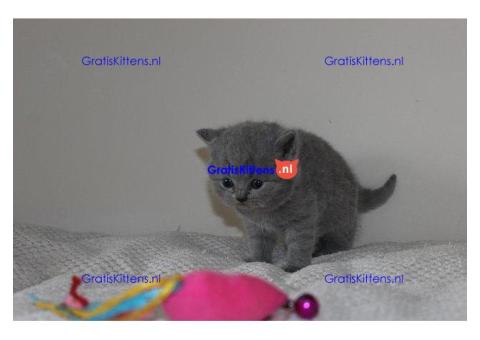 Brits korthaar kittens te koop