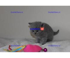 Brits korthaar kittens te koop