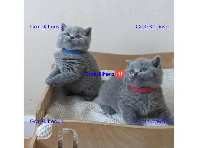 Brits korthaar kittens te koop