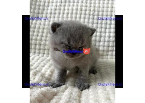 Britse Korthaar/Scottish Fold Blauw en Lilac kitten €150 Whatsapp-nummer: +32 460224753
