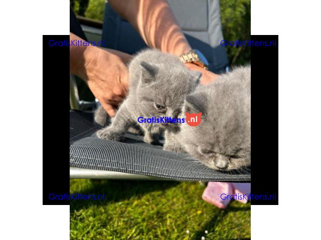 Britse Korthaar/Scottish Fold Blauw en Lilac kitten €150 Whatsapp-nummer: +32 460224753