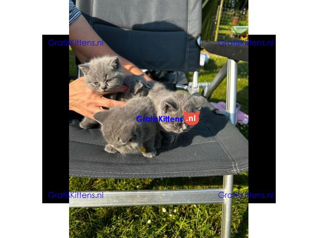 Britse Korthaar/Scottish Fold Blauw en Lilac kitten €150 Whatsapp-nummer: +32 460224753