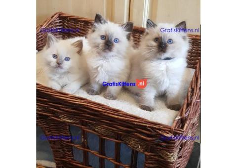 Ragdoll-kittens voor adoptie