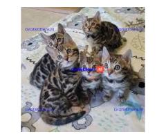Super Bengaalse kittens voor adoptie