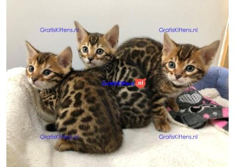 Super Bengaalse kittens voor adoptie