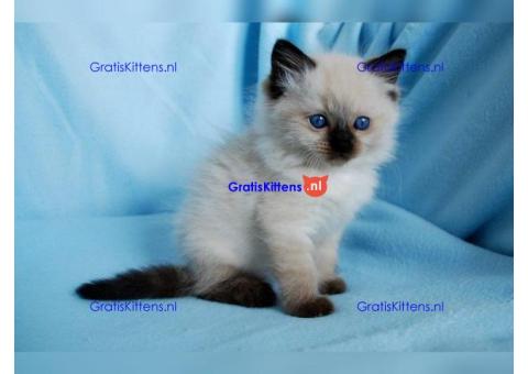 Ragdoll-kittens voor adoptie