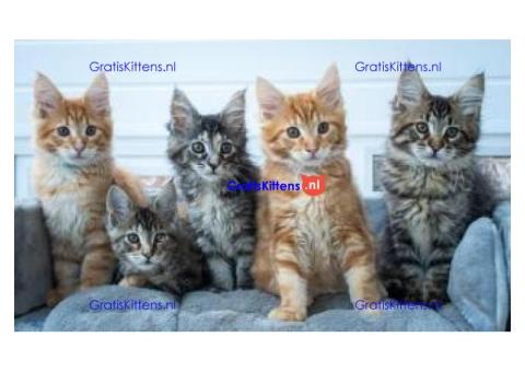 Leuke mannelijke en vrouwelijke Maine Coon Kittens voor adoptie