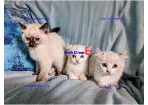 Highland Lynx polydactyl Munchkins