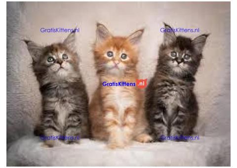 schattige mannelijke en vrouwelijke Maine Coon-kittens voor adoptie