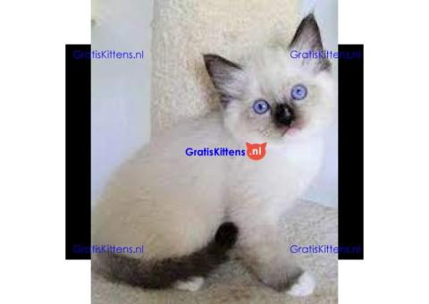 Ragdoll-kittens voor adoptie