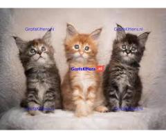 schattige mannelijke en vrouwelijke Maine Coon-kittens voor adoptie
