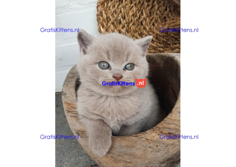 Brits Korthaar Kittens
