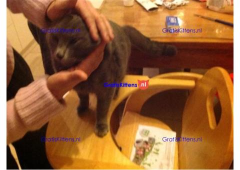 Britse Korthaar/Scottish Fold Blauw en Lilac kitten €150 Whatsapp-nummer: +32 460224753