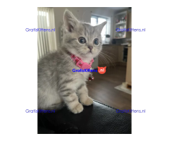 Brits Korthaar kitten, vrouwtje