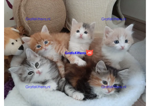 Siberische kittens met stamboom