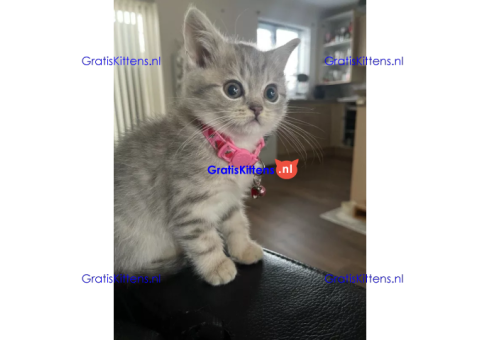 Brits Korthaar kitten, vrouwtje
