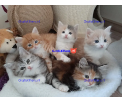 Siberische kittens met stamboom