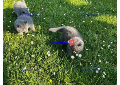 Cattery Kittens te koop €GratisWhatsapp-nummer:+32 460224753