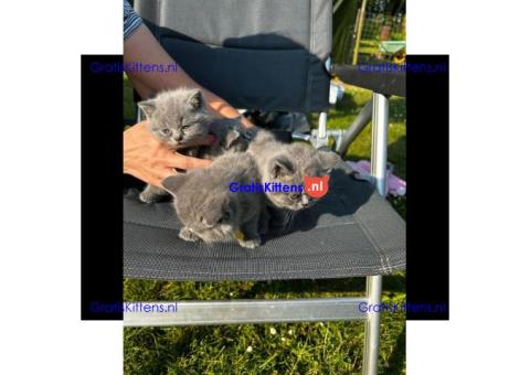 Cattery Kittens te koop €GratisWhatsapp-nummer:+32 460224753