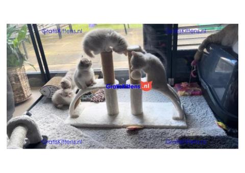 Cattery Kittens te koop €GratisWhatsapp-nummer:+32 460224753