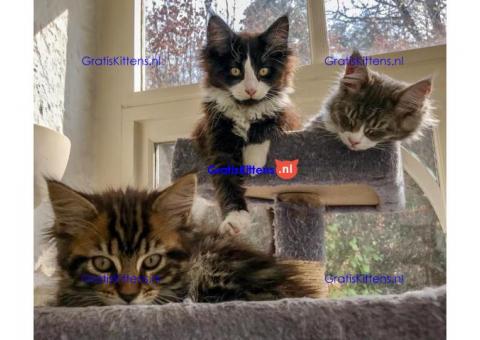 geregistreerde stamboom maine coon kittens