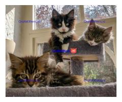 geregistreerde stamboom maine coon kittens