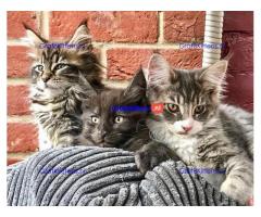 geregistreerde stamboom maine coon kittens