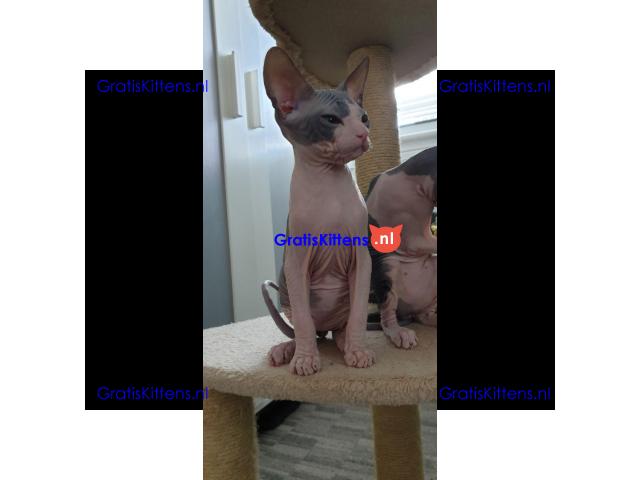 Sphynx baby's