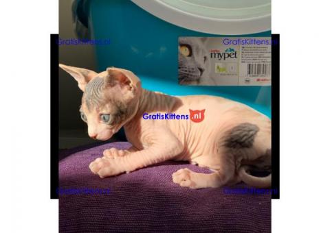 sphynx kittens te koop