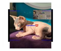 sphynx kittens te koop