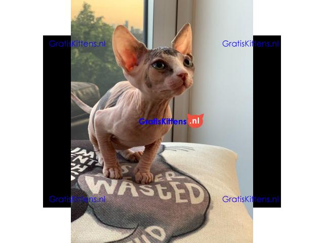 sphynx kittens te koop