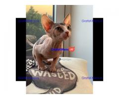 sphynx kittens te koop