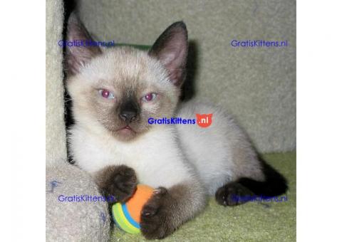 2 mannelijke en vrouwelijke Siamese kittens voor adoptie