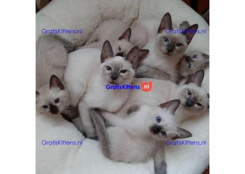 Siamese kittens