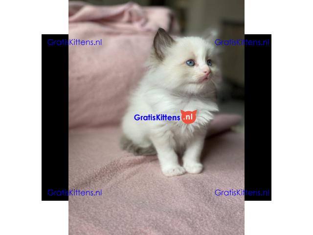 Ragdoll kittens wsp