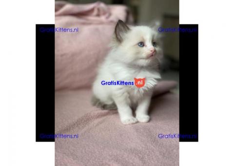 Ragdoll kittens wsp