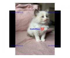 Ragdoll kittens wsp