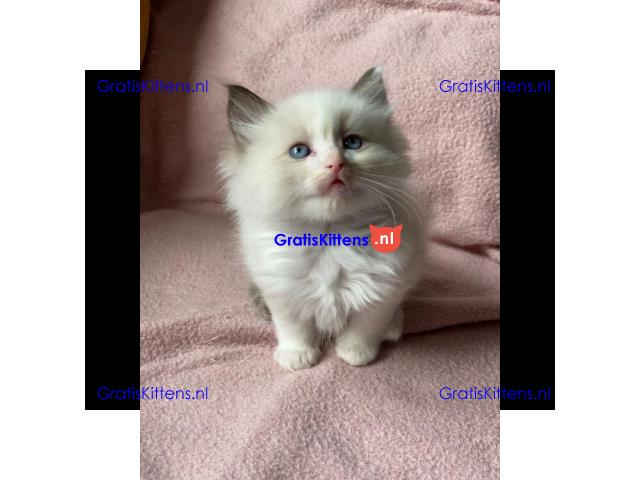 Ragdoll kittens wsp