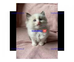 Ragdoll kittens wsp