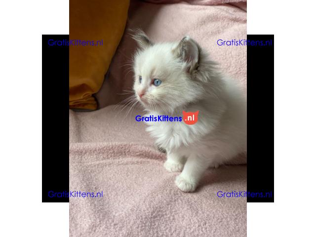 Ragdoll kittens wsp