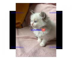 Ragdoll kittens wsp