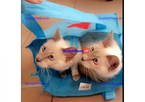 Balinese kittens wsp