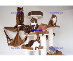 British shorthair kittens from Europe available